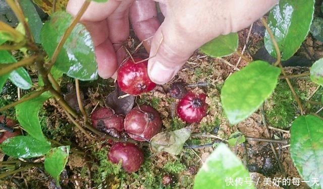 农村|果实长在泥土里,却香甜如蜜,如今农村少见,城里一斤卖70元