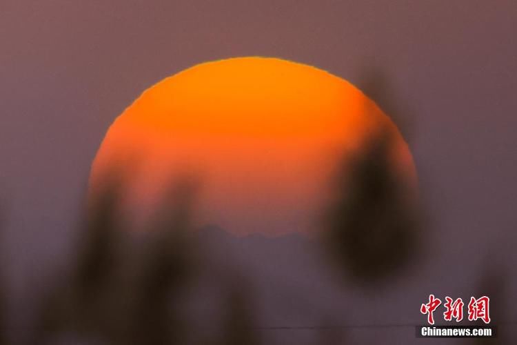 夕阳|新疆博湖初冬芦苇映夕阳