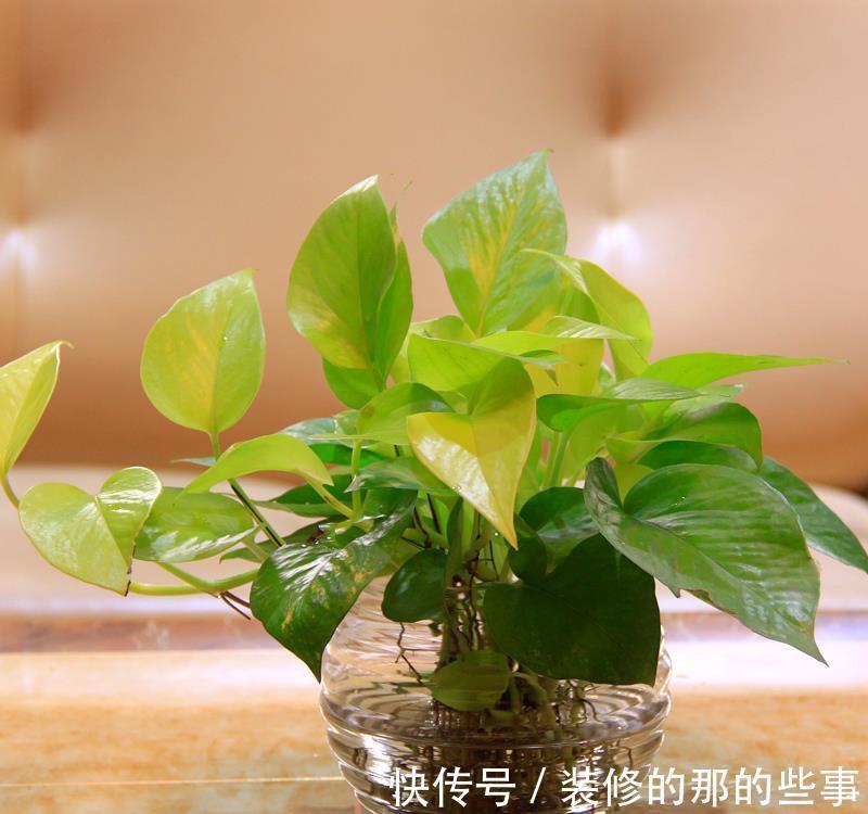 姿态|从8月12日开始,家养此款花卉,花朵姿态万千,家里美成小花园