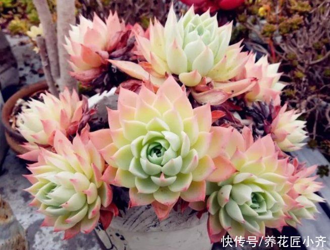 颜色|秋天多肉“不上色”，别盲目操作，用对方法，颜色美丽状态足