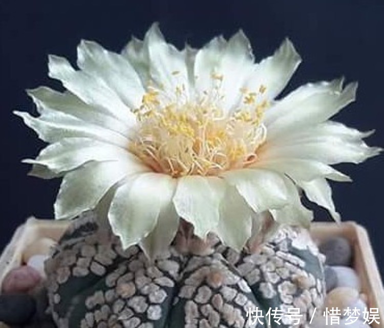 浇灌|园艺师教你,给“仙人球”把水浇对了,蹭蹭冒小球,开花100朵