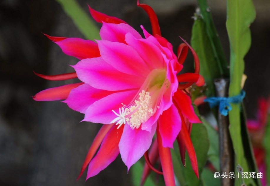 此花是长在土里的荷花，姿态娇艳轻盈绚丽，清香淡淡可使人回忆