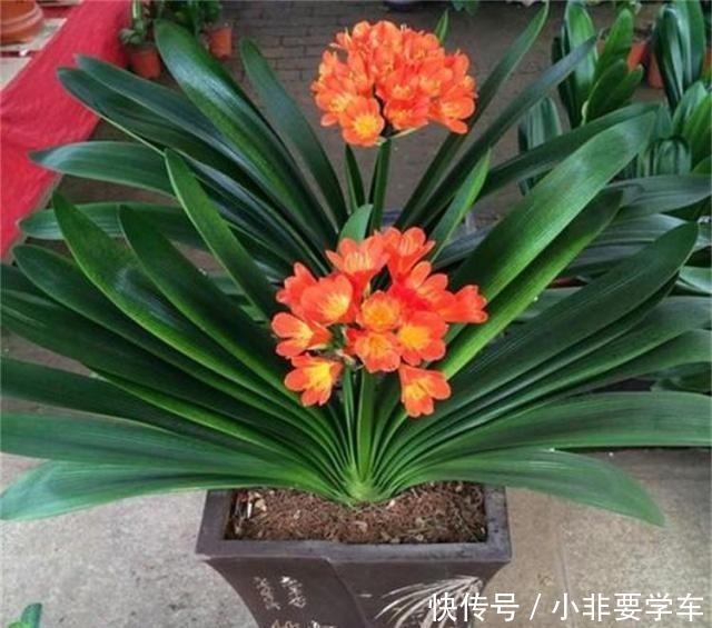 没想到!“香蕉皮”竟然有如此作用,养的君子兰,大棵又养眼!