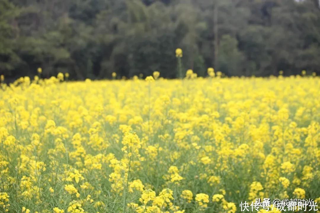 22℃的成都 7个油菜花地点 就近选择