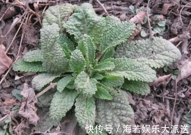 农村|农村有一种草，被称作“猪耳草”“癞蛤蟆草”，药用价值极高