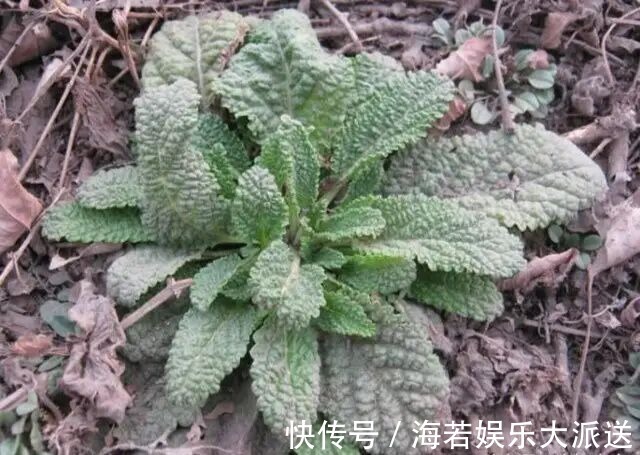 农村|农村有一种草,被称作“猪耳草”“癞蛤蟆草”,药用价值极高