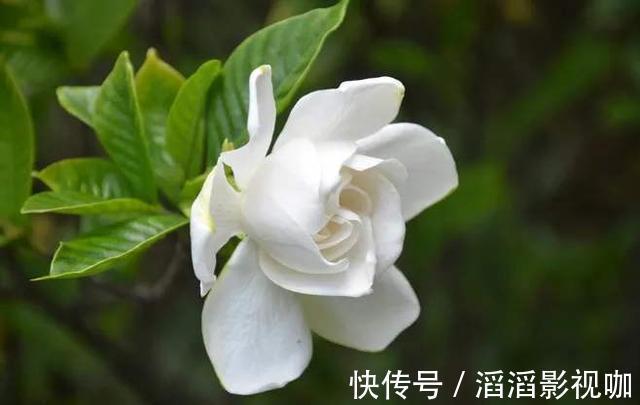 栀子花|栀子花度夏难,几个关键的养护知识你要知道,枝繁叶茂