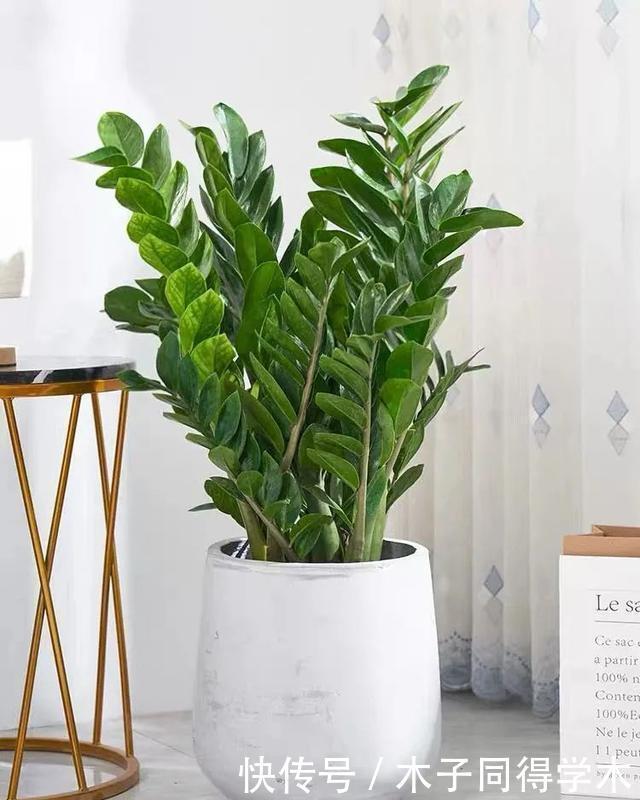 客厅养花就选这六种,寿命长、寓意好,省心又好养,你家养了几种