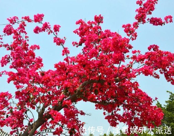 开开心心|两周过后，桃花出现，遇见正缘，得以脱单，开开心心过新年