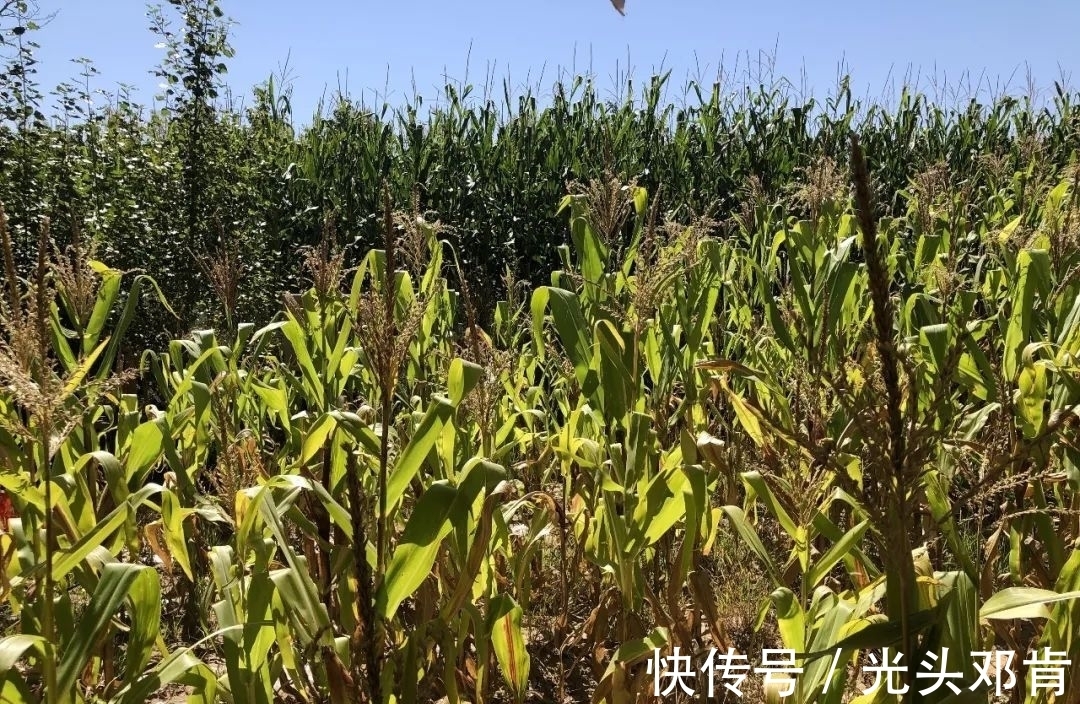 写生!著名画家王克举秋日大同浑源写生,描绘“心中的风景”