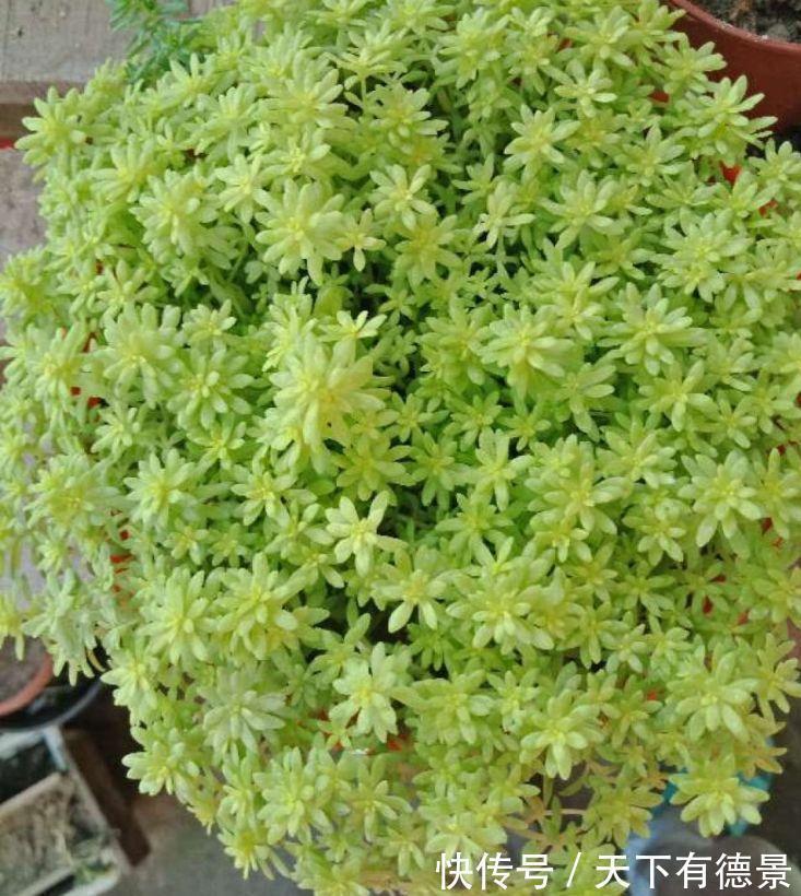 多肉狠心剃个头,呼呼长满小肉芽,20天就爆盆