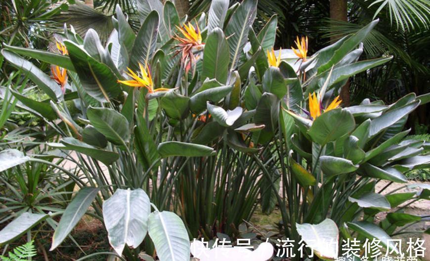 养这“10种花”,经常喷喷水,越长越旺“越精神”