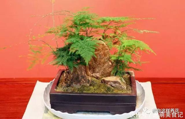 这些花千万别乱晒太阳,晒一盆死一盆