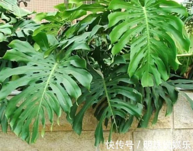 阳台|此款花卉,好养易爆盆,花叶俱美,养盆放阳台美极了