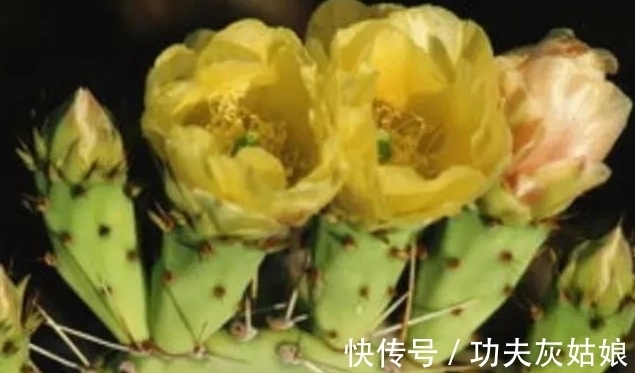 8种多肉皮实又好养，开花超级美丽，总有一种是你喜欢的