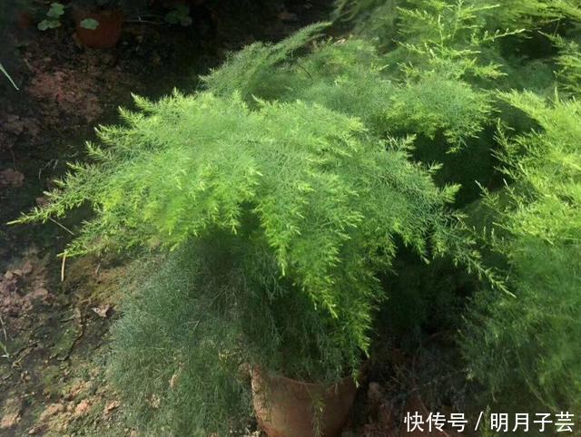 枝条|养文竹,有3个“小方法”,分枝多,叶茂盛,郁郁葱葱长爆盆