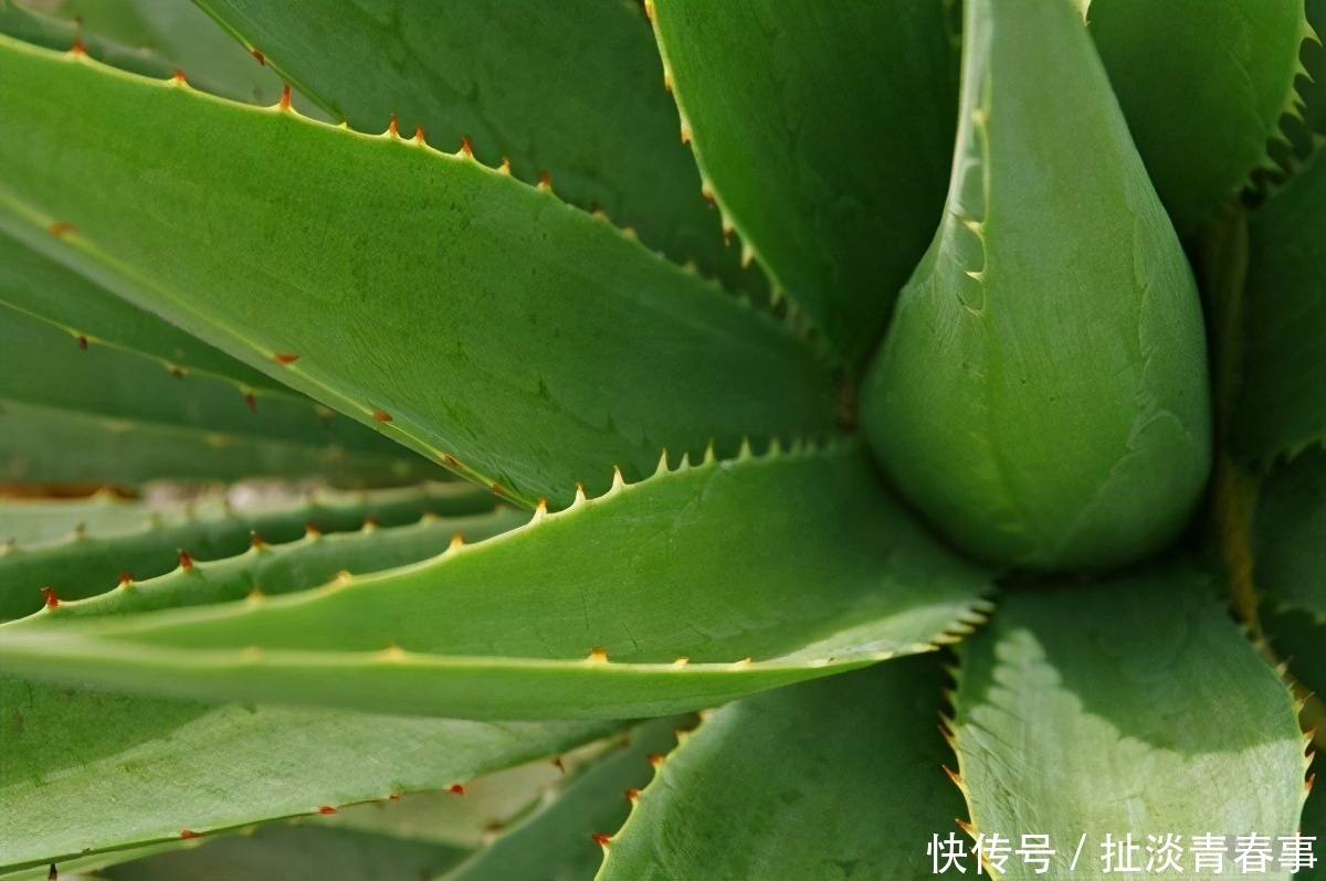 冬天|冬天了,女性不妨多吃以下食物,营养丰富、补益身体,好吃又健康