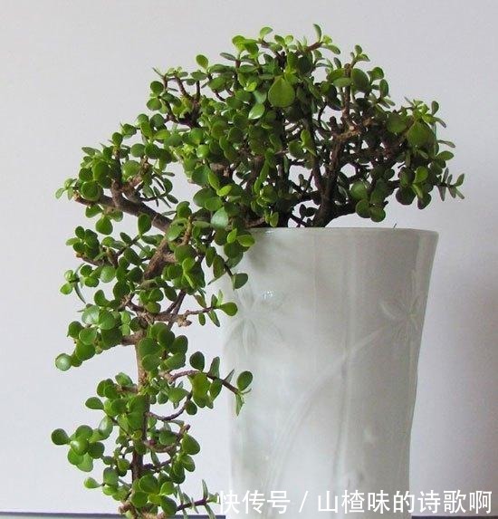 养金枝玉叶盆景,光浇水施肥没用,得会修剪才行,造型好看价值高!