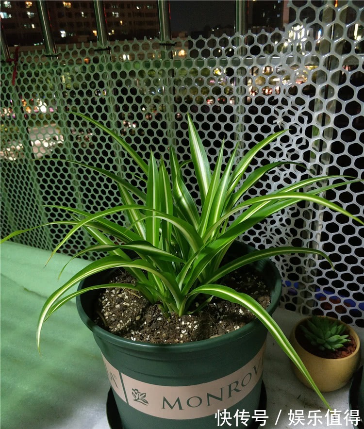 吊兰叶子又窄又细,做4事,叶子越长越宽厚,呼呼疯长挤爆盆!