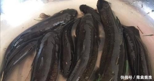 河里钓了几条鱼,老大爷叫它“蟹虎鱼”,这些鱼能吃吗,求鉴定