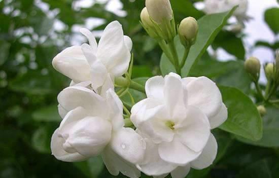 4种花超漂亮,个个美出状态,花朵迷人,漂亮又好养!