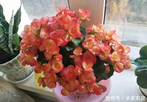 6种花天热会休眠，千万要少浇水，不然3天只剩盆