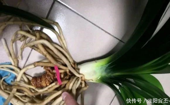 30年的君子兰,长出粗壮大老桩,砍还是不砍!