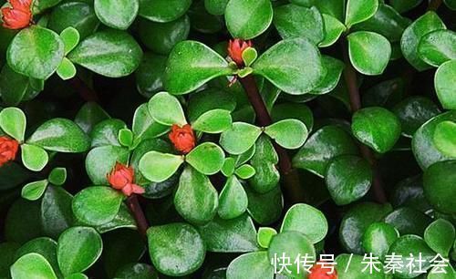 草本植物|金枝玉叶是马齿苋吗？怎么样施肥和浇水，才能让她真正成为金枝玉叶呢？