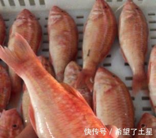 红娘鱼|买鱼时,聪明人专挑这3种鱼,肉质鲜嫩营养高,目前无法人工养殖!