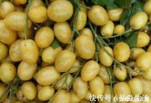黄皮|止咳王被发现了,常吃此果,让你摆脱咳嗽烦恼