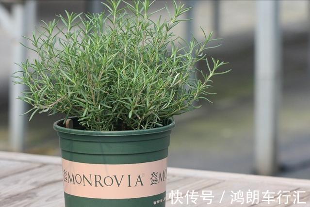 秋天快扦插,10种花不用买,掰个枝子插土里,嗖嗖生根,成活率高