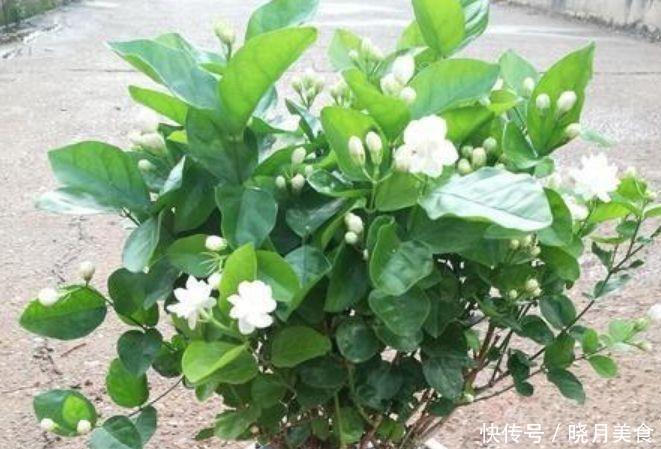 几种花卉美过玫瑰,一年四季花开不停,花开富贵华丽,多姿多彩