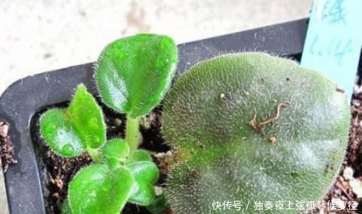 “4种花”现在快扦插,摘颗叶子“插”土里就活,10天就生根!