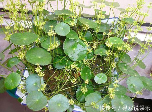 3种花与月季不同,长出“花苞”马上剪,要不颜值低