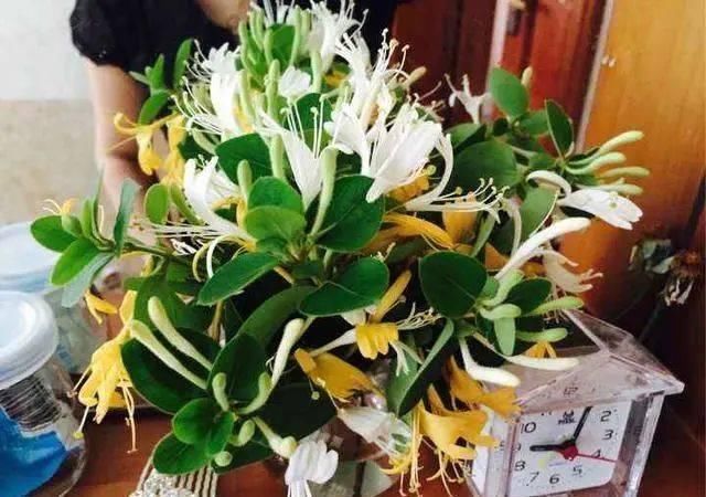 桂花|路边“3种树”,见了掰个枝,插盆就生根,做成盆景,寓意吉祥