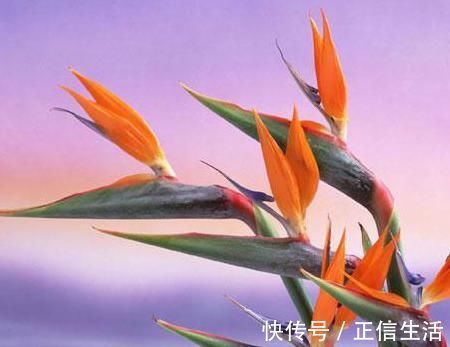 天堂鸟|世界上最美的5种花，见过一种我就服你！