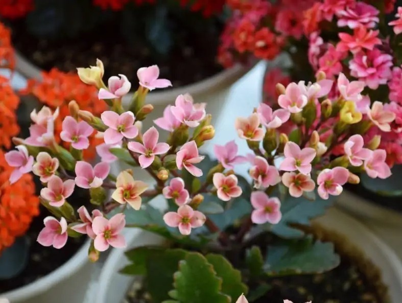 品种|75个长寿花品种，一个比一个美，一起来认识一下吧！