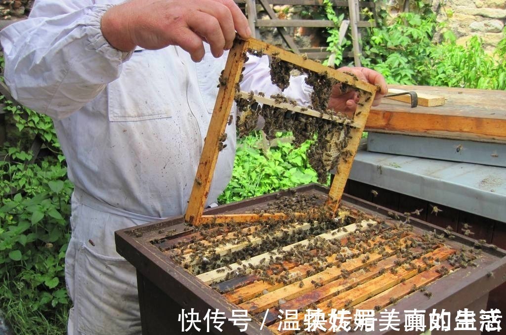 夏秋季|钓鲤鱼最好的饵料不在渔具店,而在菜市场,这三样东西混合就行
