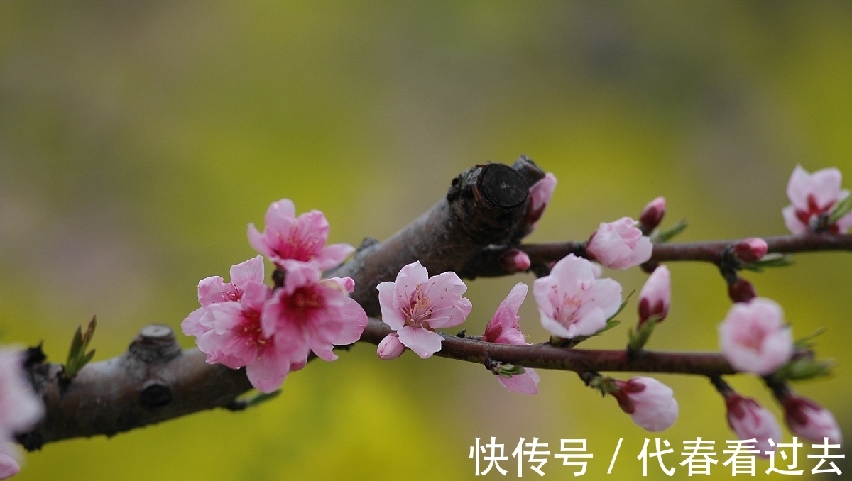 杨柱|杨柱诗词十首:嵌句偶拾(辘轳体)人面桃花相映红