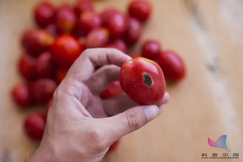 抗癌的西红柿,若存放不当,能致癌?!
