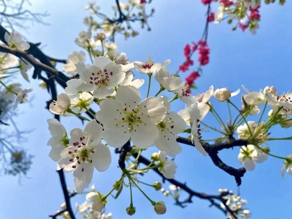 老年|成都超美梨花花海，在这里！