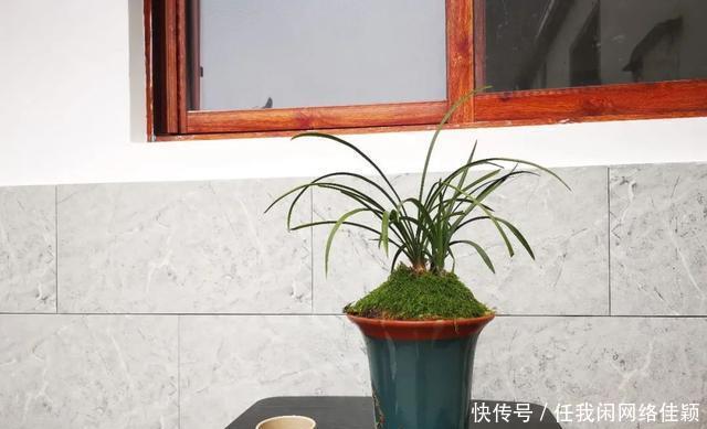 冬天养兰花,盆土结冰的怎么办两个操作一个必须