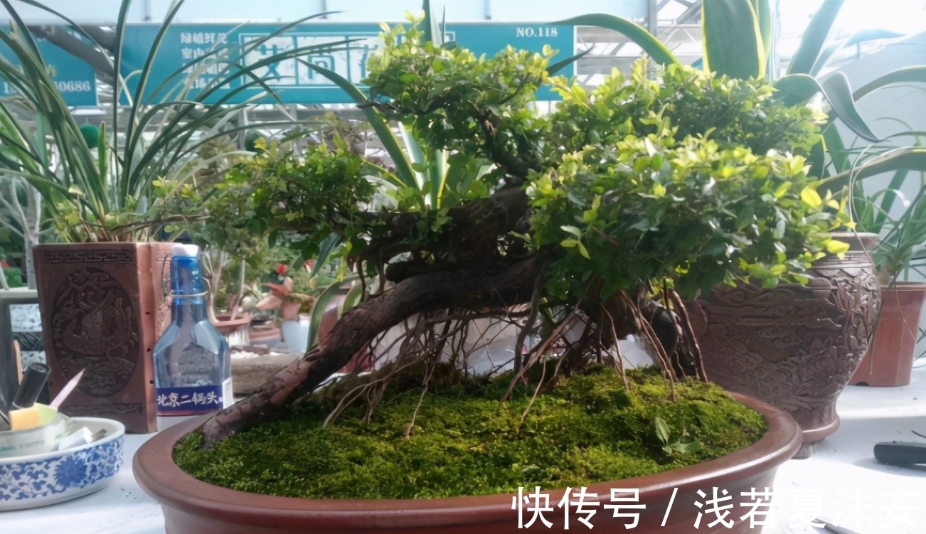 挑战用树桩打造盆景,满足这3要求,个个美如画、增值不少