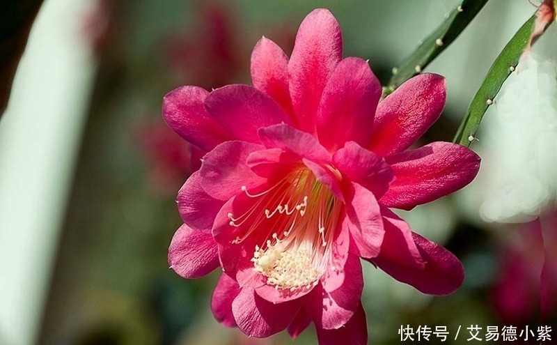 给大家介绍的三种花，好看又好，一个月不浇水，一样绿