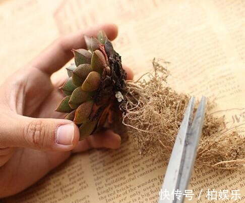 叶片|养多肉不修根等于白养,这么一弄突突疯长!