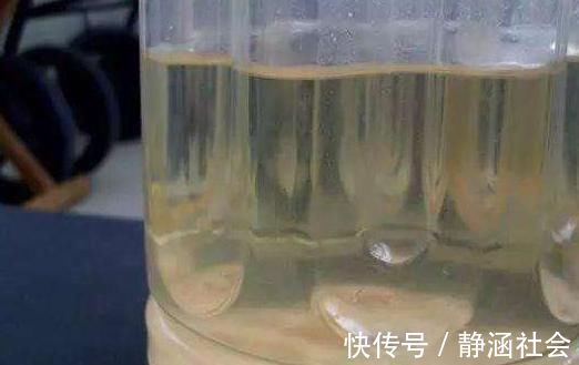 蛋黄|养君子兰，喂上两个“蛋”，叶片壮实像白菜，花朵蹭蹭蹿