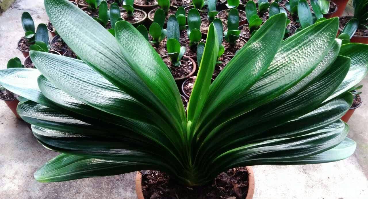 君子兰|君子兰春天“要喂饱”,吃饱喝足练练苗,一年长出6片“肥叶子”