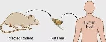 跳蚤|鼠疫是什么？严重吗？