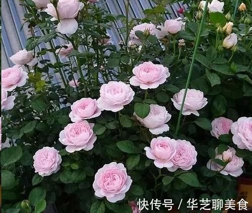 给月季喂点大补肥，15天冒出一圈笋芽，开出层叠群花！