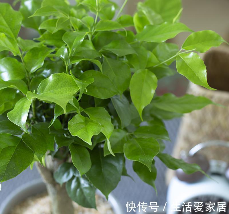 小苗|盆栽幸福树想从小苗长成大苗，只要掌握这2步，2年就能长大好几倍